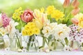 Springtime blossoming daffodils, tulips and spring flowers background, light bright floral card