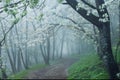 Springtime Blossoms Along Mist-Enshrouded Forest Path Royalty Free Stock Photo