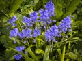 Springtime Blubells Royalty Free Stock Photo