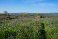 Springtime bluebell flowers