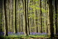 Springtime and bluebells at Hallerbos woods