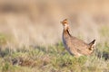 Springtime Booming of Lesser Prairie Chicken