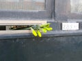 Springtime, bouquet of daffodils being placed in a mailbox of a door in Amsterdam