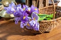 Springtime, bouquet of fresh spring purlpe iris flowers