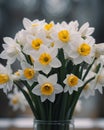 Springtime Bouquet of White Daffodils with Yellow Centers. Royalty Free Stock Photo