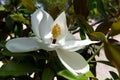 Springtime. Branch of magnolia tree Magnolia grandiflora with white flower