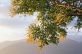 Springtime. Branch of yellow flowers of Acacia dealbata mimosa against sky and mountains. Montenegro