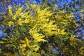 Springtime . Branches of Acacia dealbata mimosa tree with bright yellow flowers on sunny spring day Royalty Free Stock Photo