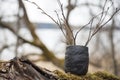 Springtime with branches of alder tree in unique handmade vase of clay