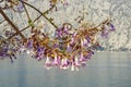 Branches of beautiful flowers of Empress tree ( Paulownia tomentosa )