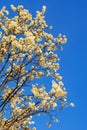 Springtime. Branches of blooming cherry tree with white flowers against sky Royalty Free Stock Photo