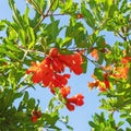 Springtime. Branches of pomegranate tree Punica granatum with bright red flowers Royalty Free Stock Photo