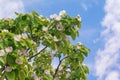 Springtime. Branches of quince tree with leaves and flowers Royalty Free Stock Photo