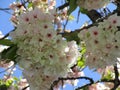 Bright white-pink cherry blossom flowers in a garden, British Columbia, Canada, 2018 Royalty Free Stock Photo