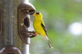 Springtime brings little Yellow birds, American Goldfinch Spinus tristis.