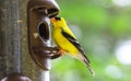 Springtime brings little Yellow birds, American Goldfinch Spinus tristis.