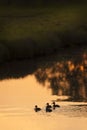 Merganser Ducklings On the Slough at Sunset. Royalty Free Stock Photo