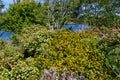 Display of wildflowers at Currimundi Lake Conservation Park Royalty Free Stock Photo