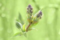 Springtime bush sprouting sprig with blossoming leaves and fresh