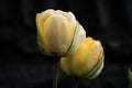 Springtime Buttercup Cream Double Tulips