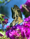 Springtime Butterfly Royalty Free Stock Photo