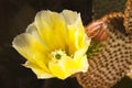 Springtime Cactus Blossoms Royalty Free Stock Photo