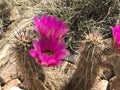 Springtime Cactus Blossoms, Red Rock Conservation Area, Nevada Royalty Free Stock Photo