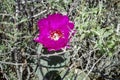 Springtime Cactus Blossoms, Red Rock Conservation Area, Nevada Royalty Free Stock Photo
