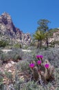 Springtime Cactus Blossoms, Red Rock Conservation Area, Nevada Royalty Free Stock Photo