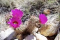 Springtime Cactus Blossoms, Red Rock Conservation Area, Nevada Royalty Free Stock Photo