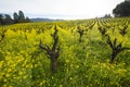 Springtime in California organic grape vineyard