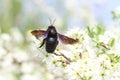 Springtime, Carpenter bee pollinate bloomed flowers Royalty Free Stock Photo