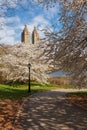 Springtime in Central Park with Yoshino Cherry Trees, New York Royalty Free Stock Photo