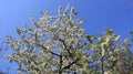 Orchard Flowering Blooming White Cherry In Spring Time