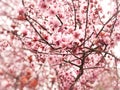 Springtime cherry blossom background