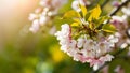 Springtime cherry blossom with green leaves, sun light bokeh Royalty Free Stock Photo