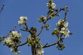 Springtime cherry branch at park in blossom