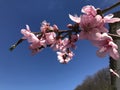 Springtime: Cherry tree flowers. Close view. Royalty Free Stock Photo