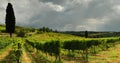 Springtime in Chianti. Beautiful vineyards with cloudy sky in Tuscany. Italy Royalty Free Stock Photo