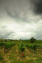 Springtime in Chianti. Beautiful vineyards with cloudy sky in Tuscany. Italy Royalty Free Stock Photo