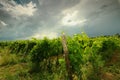 Springtime in Chianti. Beautiful vineyards with cloudy sky in Tuscany. Italy Royalty Free Stock Photo