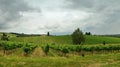 Springtime in Chianti. Beautiful vineyards with cloudy sky in Tuscany. Italy Royalty Free Stock Photo