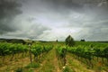 Springtime in Chianti. Beautiful vineyards with cloudy sky in Tuscany. Italy Royalty Free Stock Photo