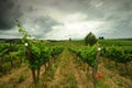 Springtime in Chianti. Beautiful vineyards with cloudy sky in Tuscany. Italy Royalty Free Stock Photo