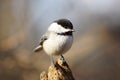 Springtime Chickadee on a Stump