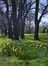 Springtime in Christchurch, New Zealand - Daffodils Royalty Free Stock Photo