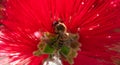 Springtime. Closeup of honey bee pollinating bright red flower, callistemon.