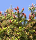 Springtime close up Royalty Free Stock Photo