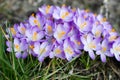 Springtime close-up of violet crocuses Royalty Free Stock Photo