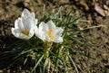 Springtime close-up of white crocuses Ard Schenk on natural brown background. Royalty Free Stock Photo